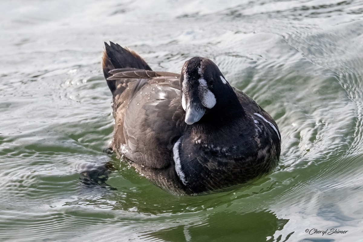 Palyaço Ördeği - ML647642677