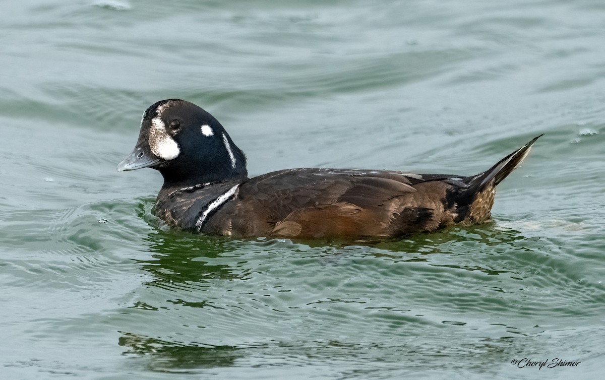 Palyaço Ördeği - ML647642678