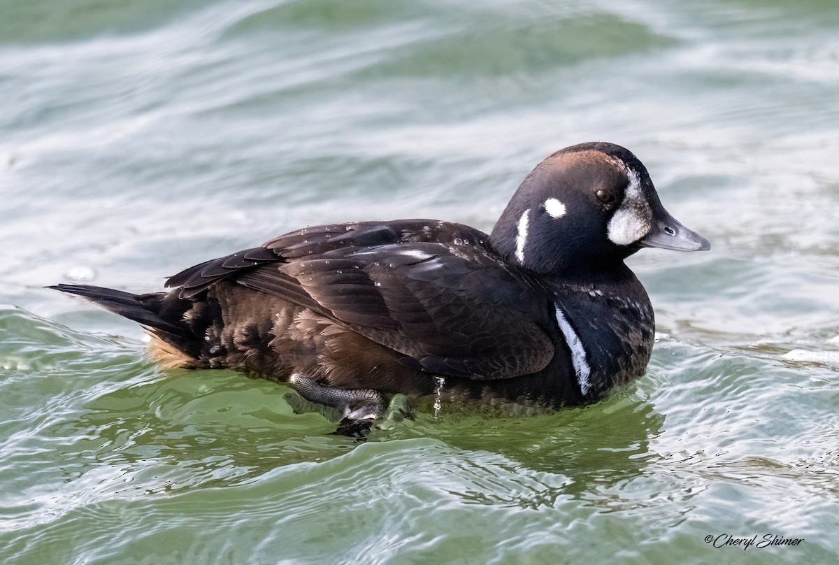 Palyaço Ördeği - ML647642679