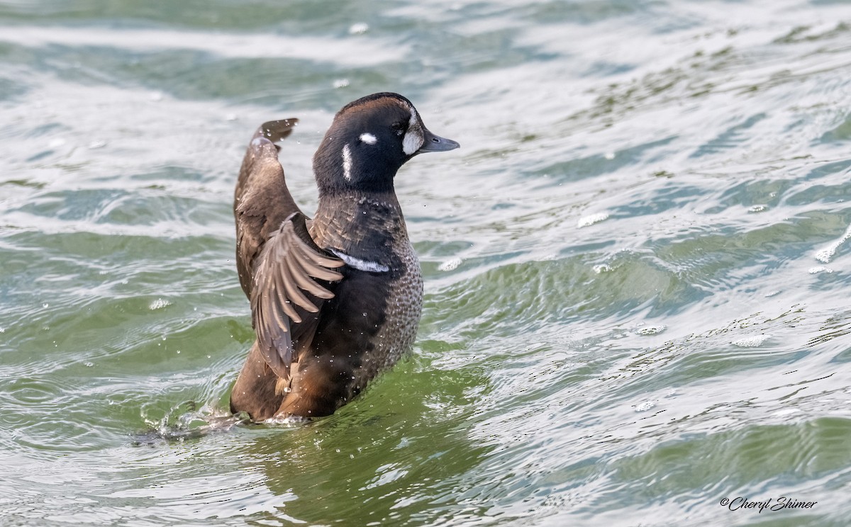 Palyaço Ördeği - ML647642682