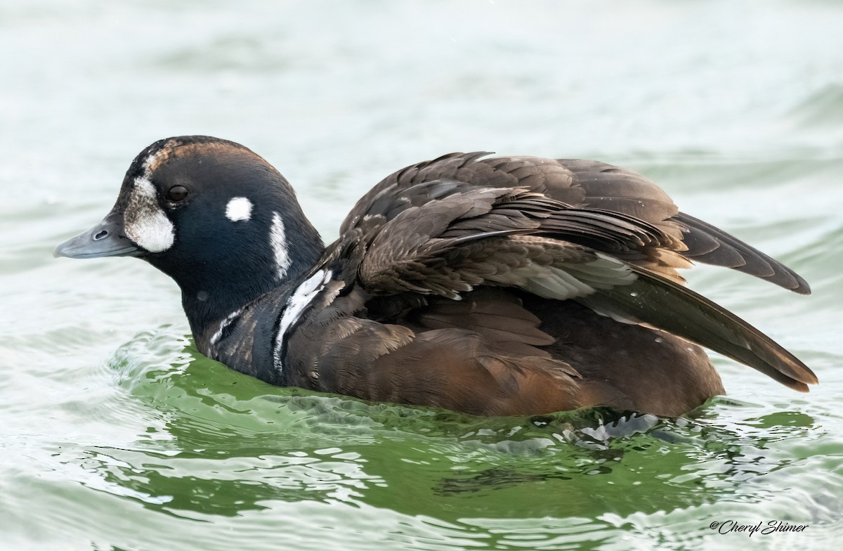 Palyaço Ördeği - ML647642683