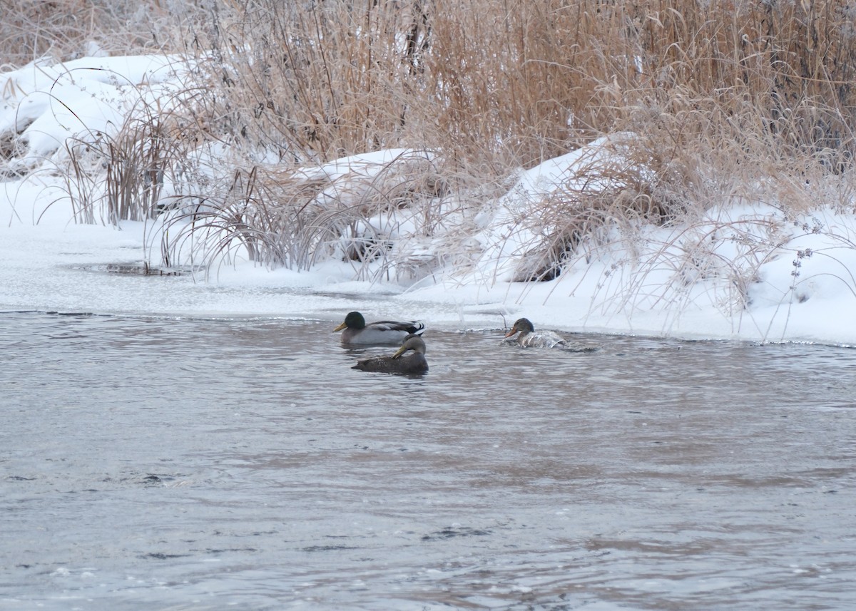 stokkand - ML647642686