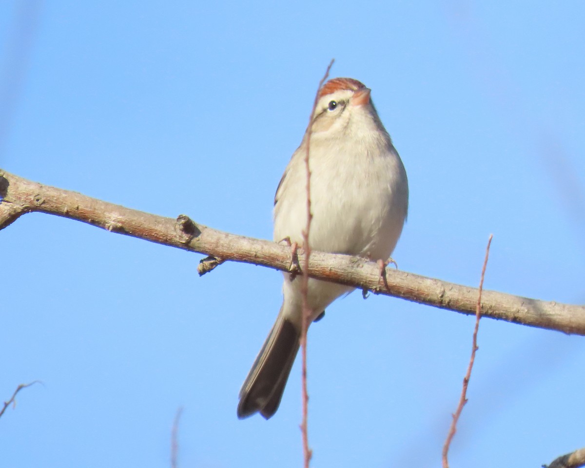 brunissespurv - ML647642687