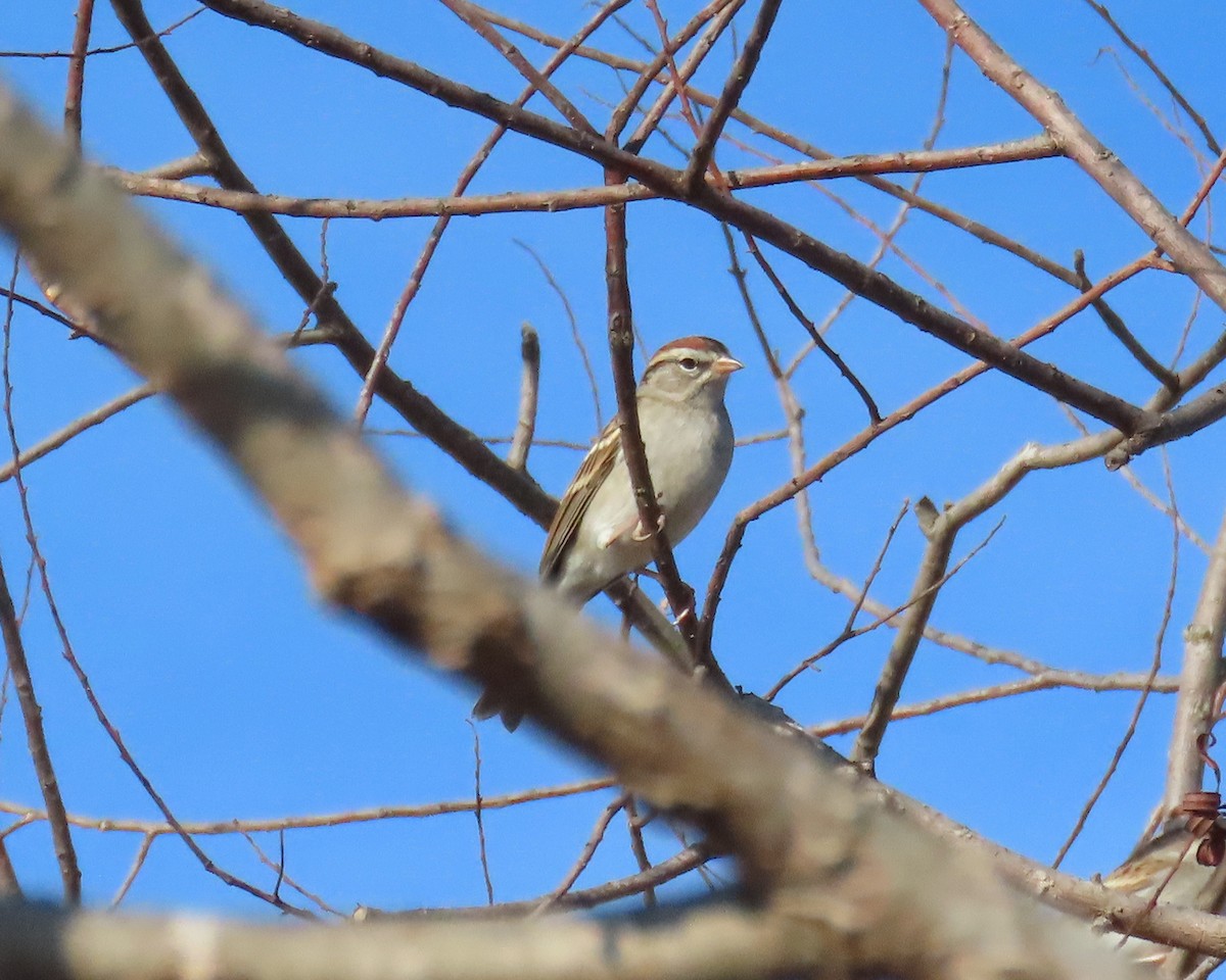 brunissespurv - ML647642688