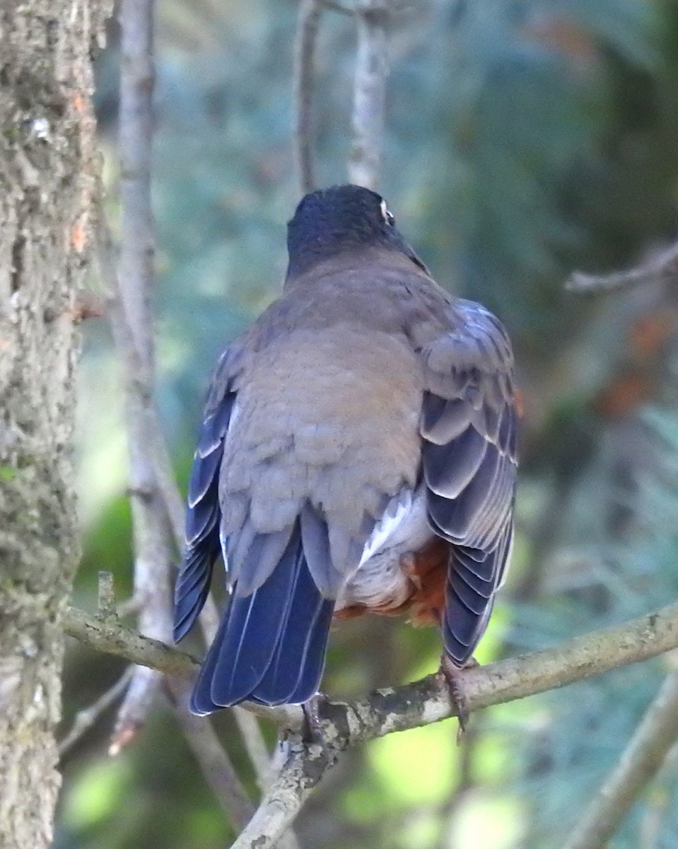 vandretrost - ML647642690