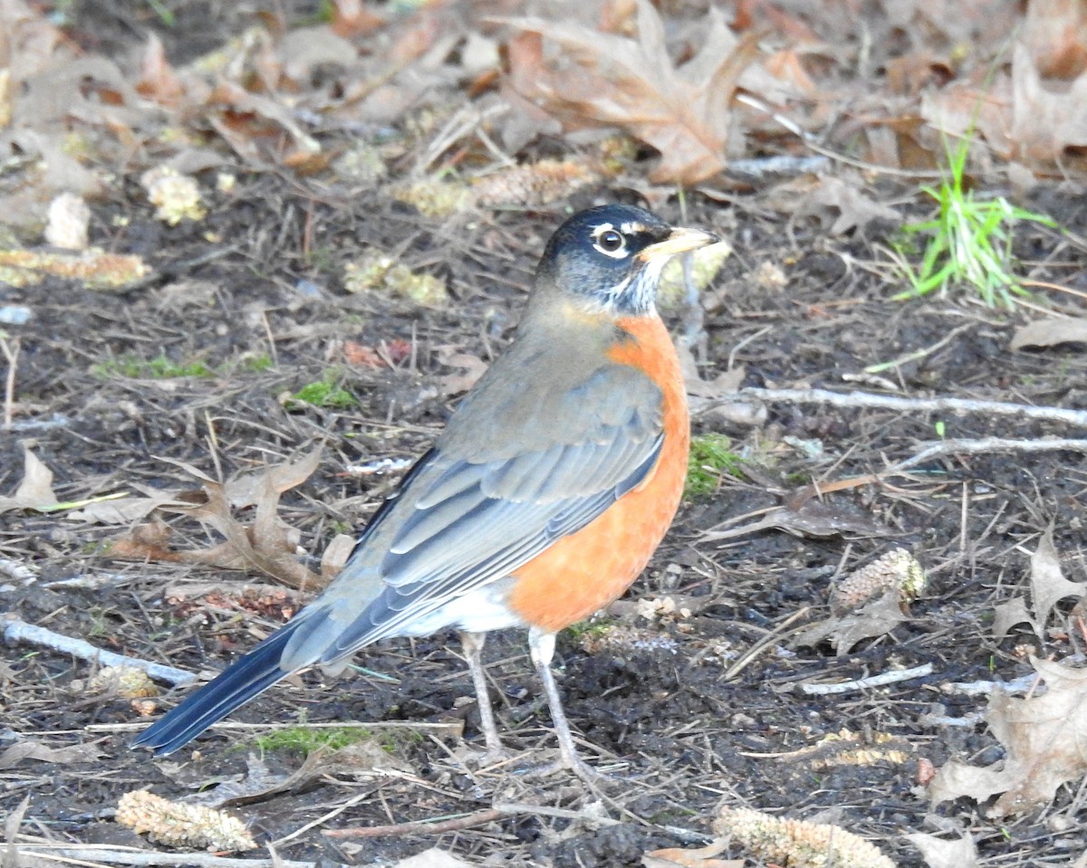 vandretrost - ML647642691