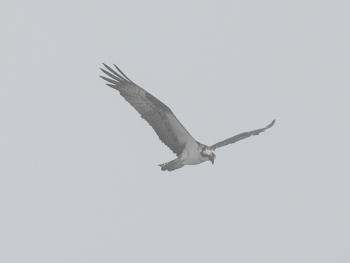 fiskeørn - ML647642692