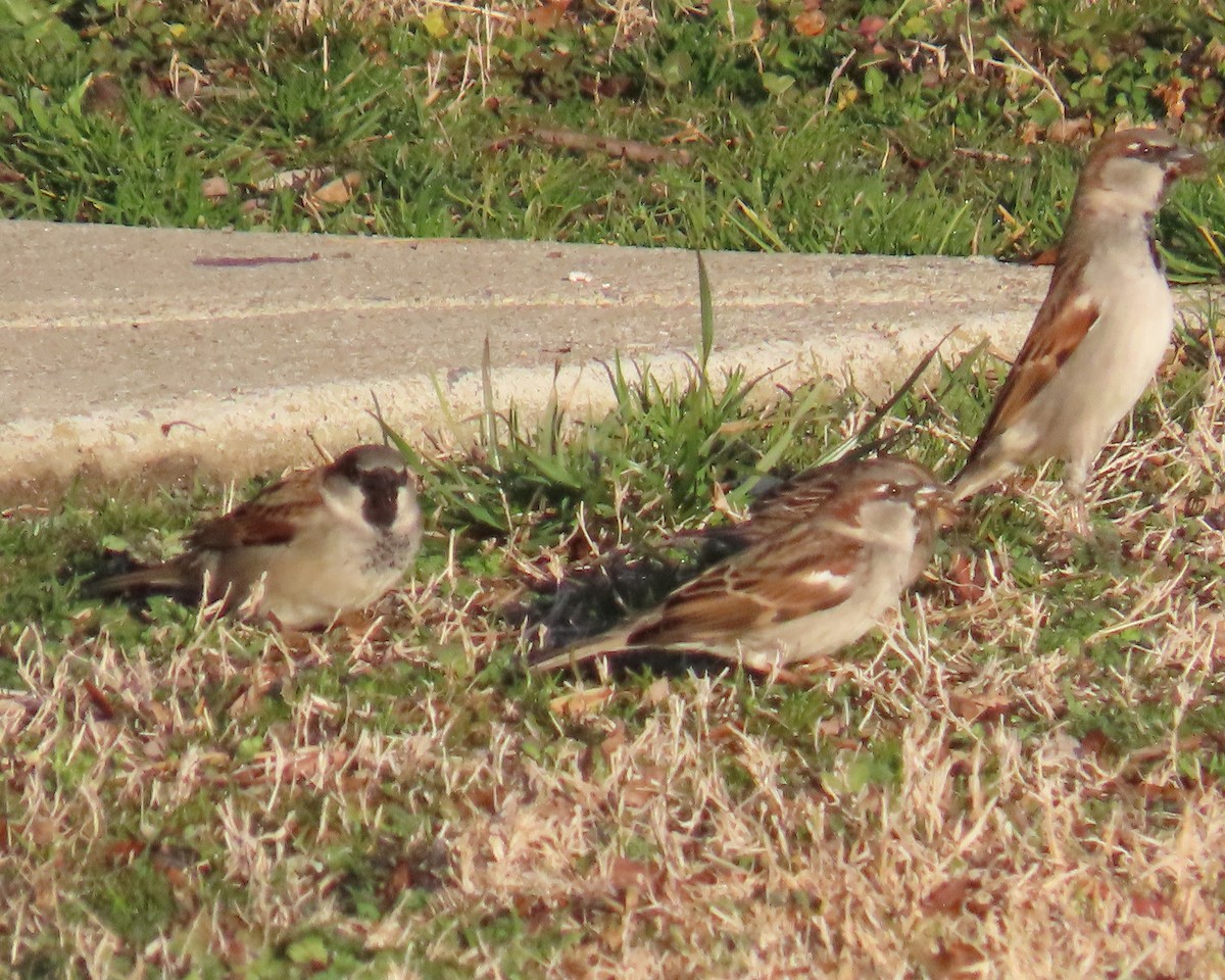 gråspurv - ML647642693