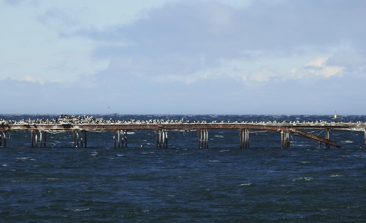 knoppskarv - ML647642696