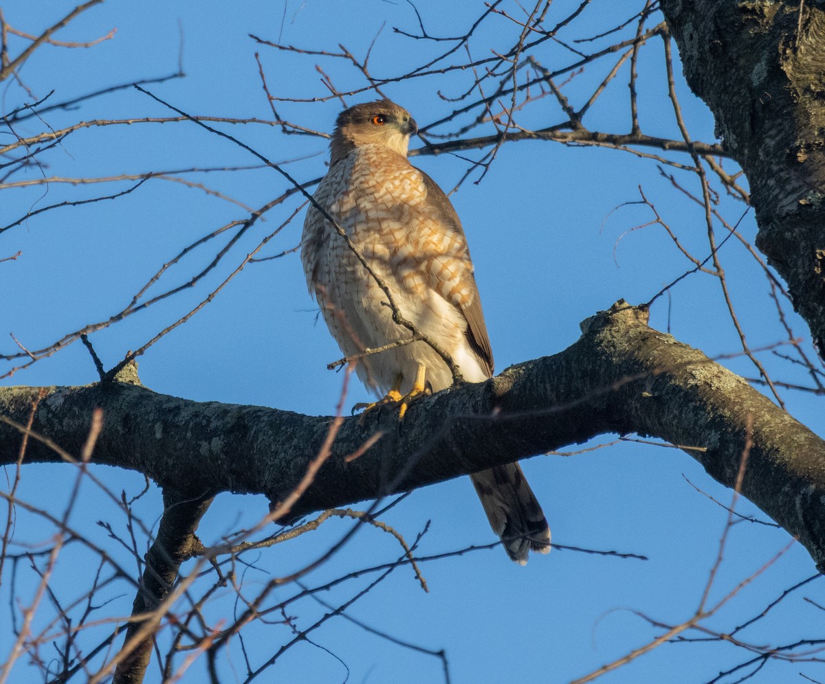 trostehauk - ML647642697