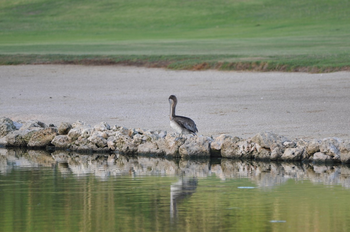 brunpelikan - ML647642698