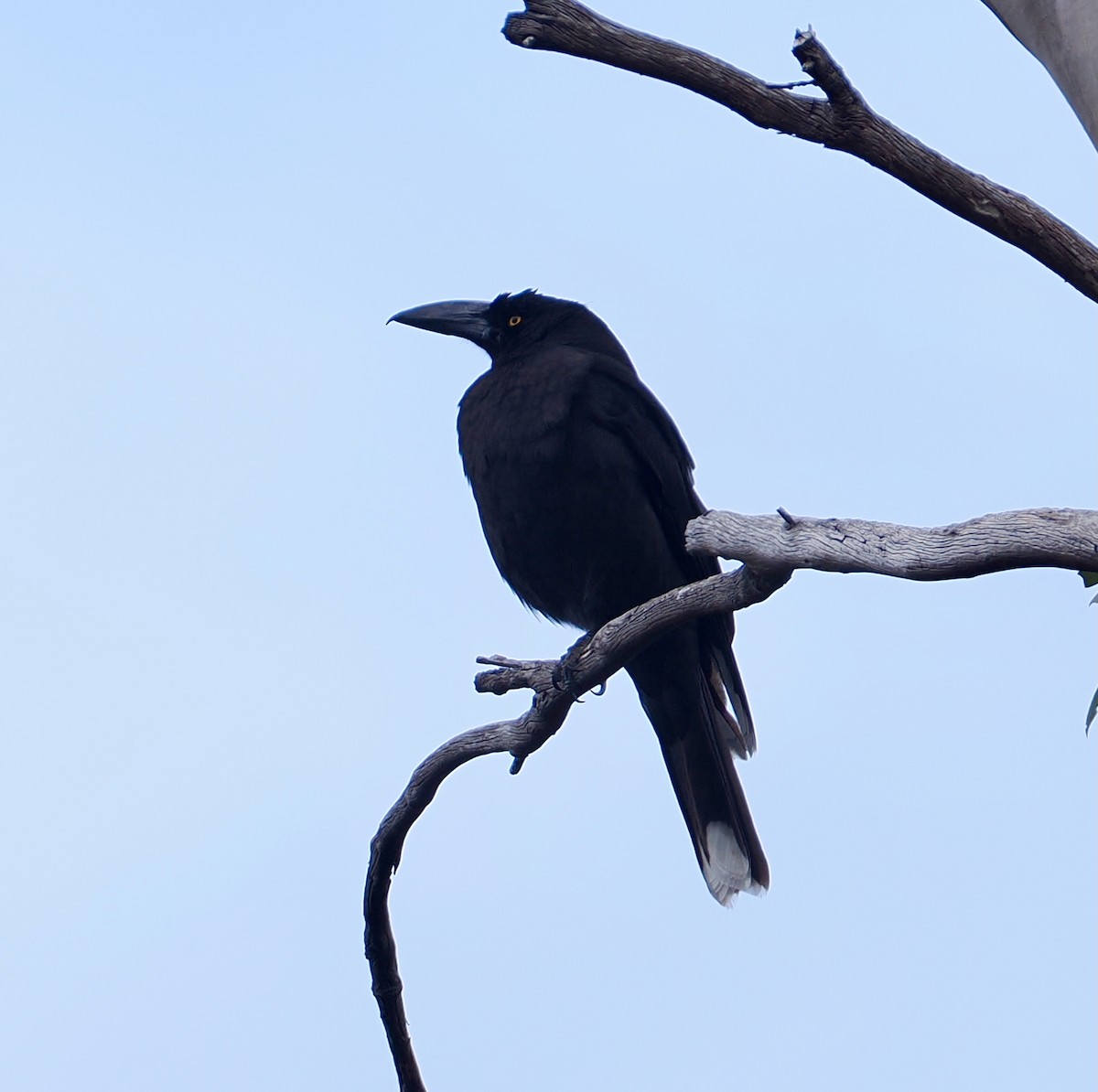 tasmankurrawong - ML647642699