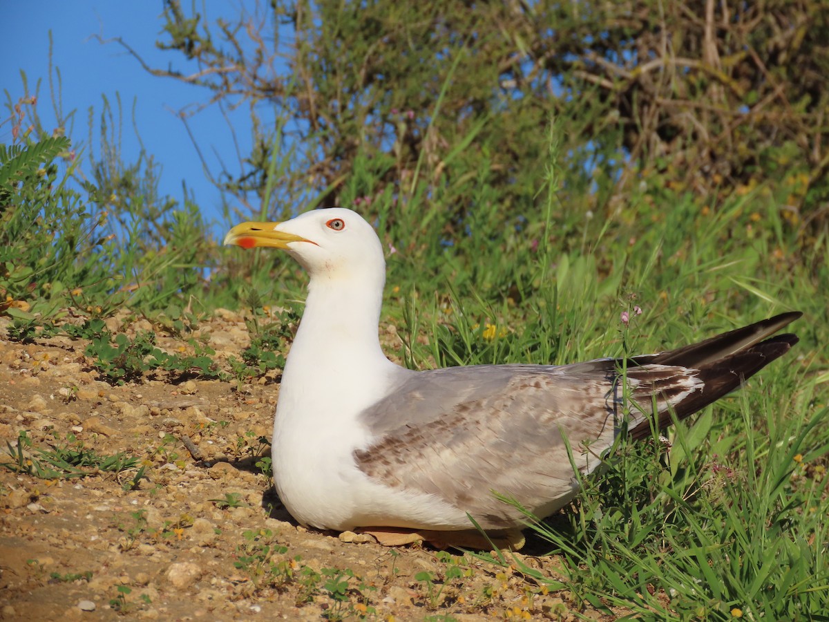 gulbeinmåke - ML647642700