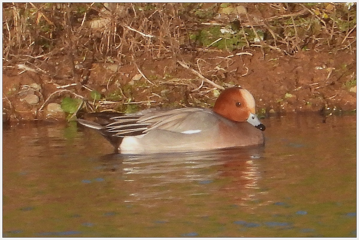 brunnakke - ML647642701