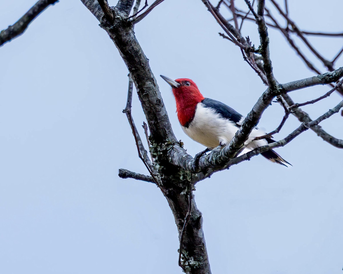 rødhodespett - ML647642702