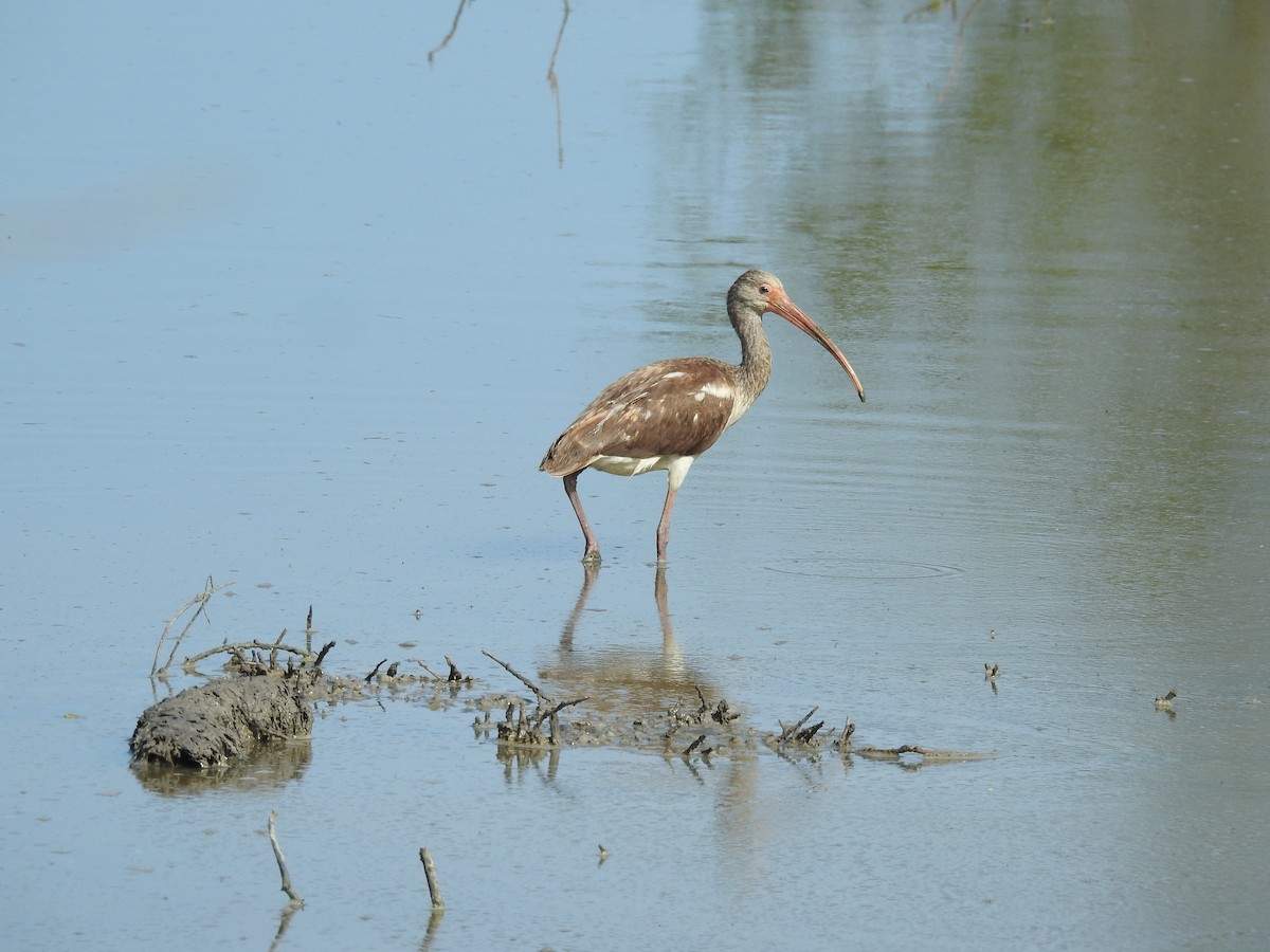 hvitibis - ML647642703