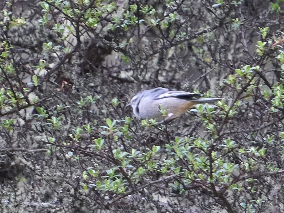 gråkjeglenebb (cinereum/littorale) - ML647642704