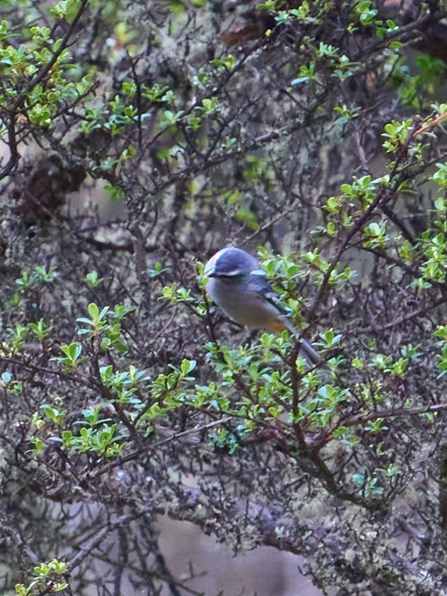 gråkjeglenebb (cinereum/littorale) - ML647642705