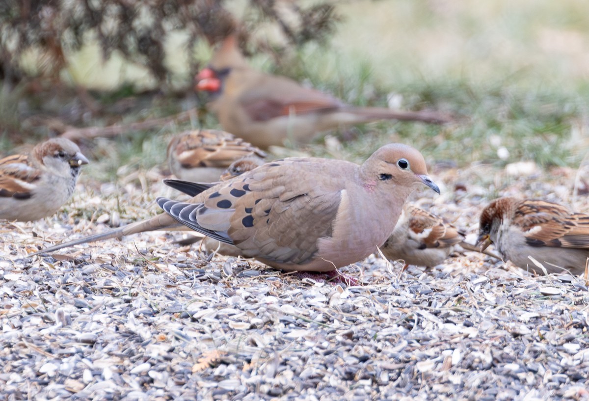 sørgedue - ML647642706