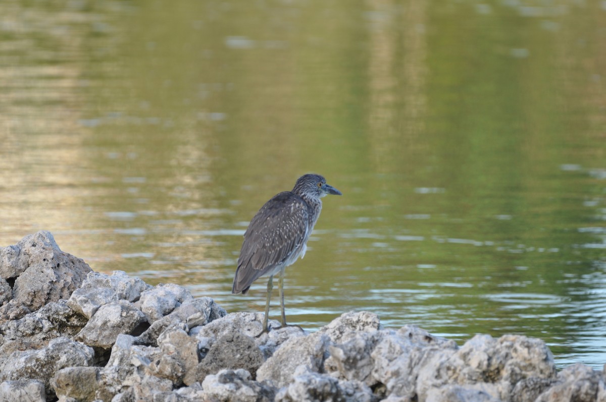 natthegre - ML647642713