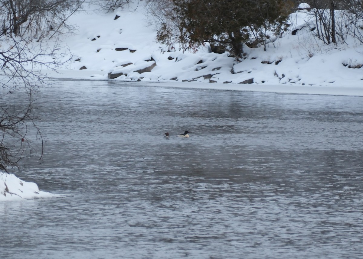 laksand - ML647642714