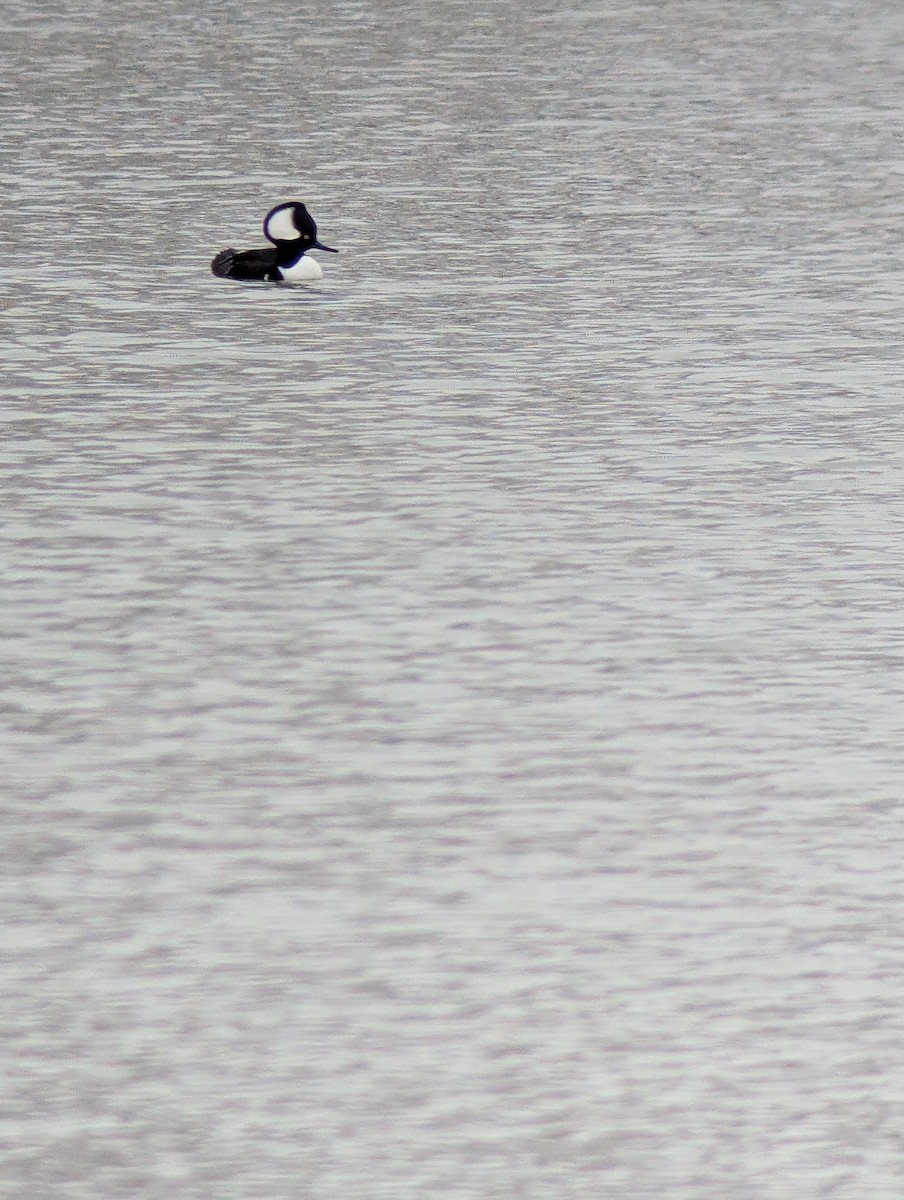 hjelmfiskand - ML647642715