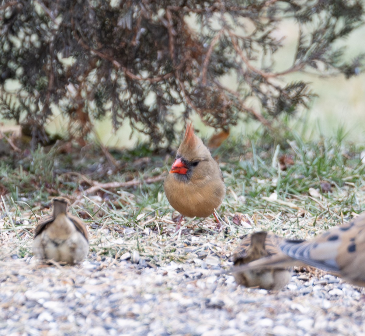 rødkardinal - ML647642717