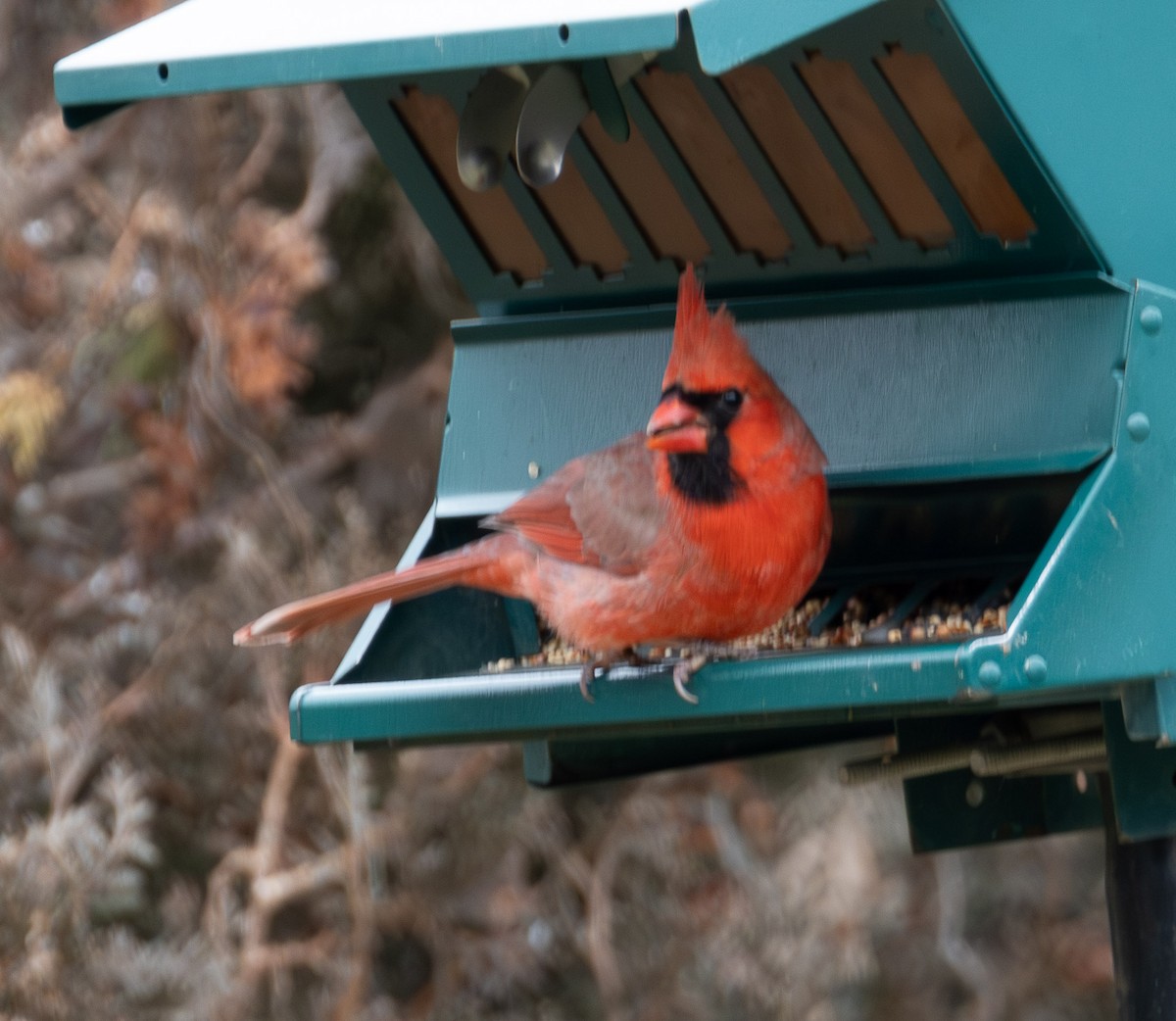 rødkardinal - ML647642718