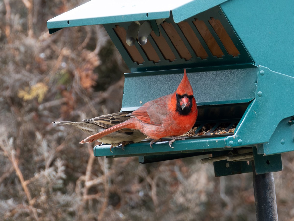 rødkardinal - ML647642719