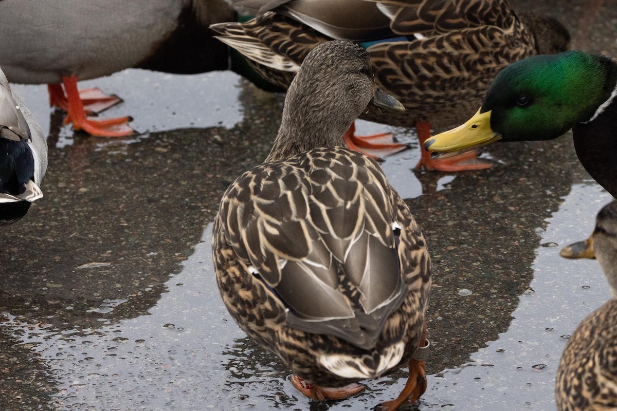 stokkand - ML647642723