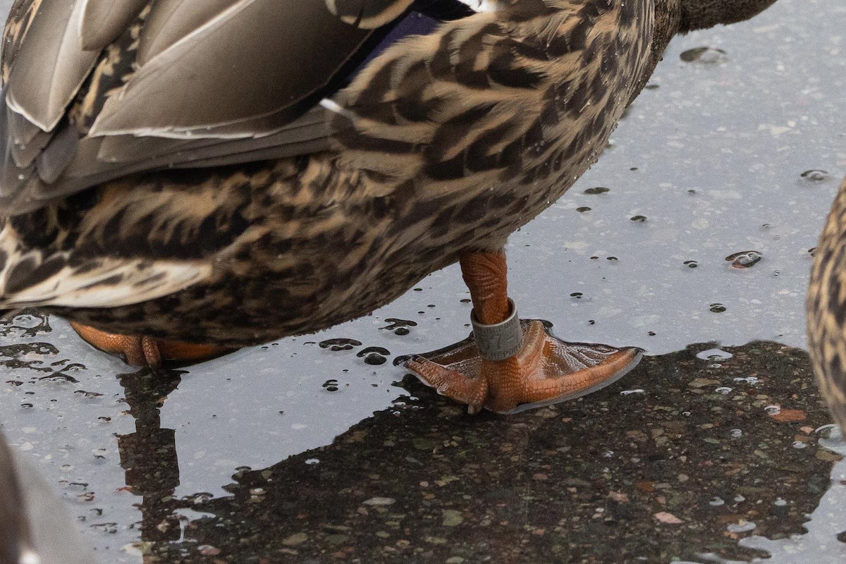 stokkand - ML647642724