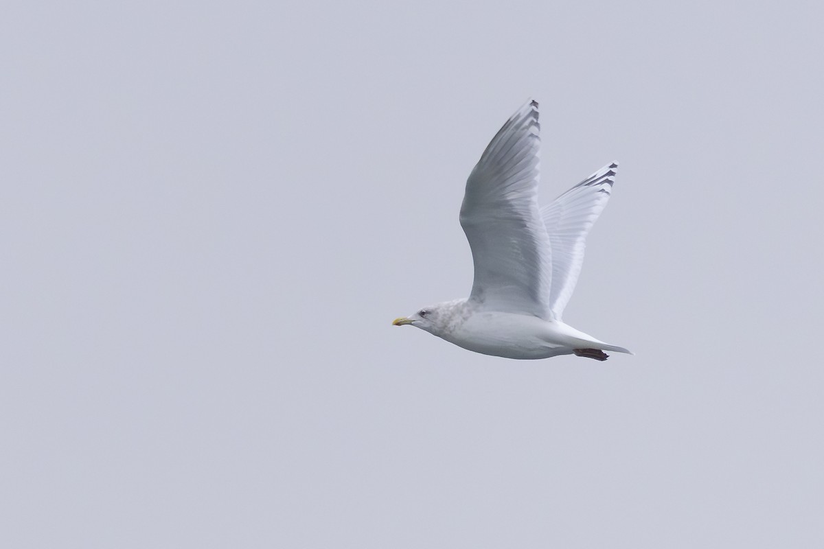 grønlandsmåke - ML647642725