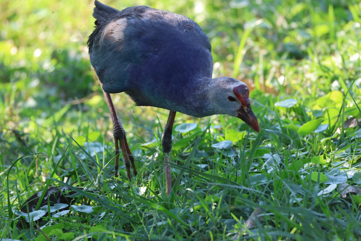 gråhodesultanhøne - ML647642726