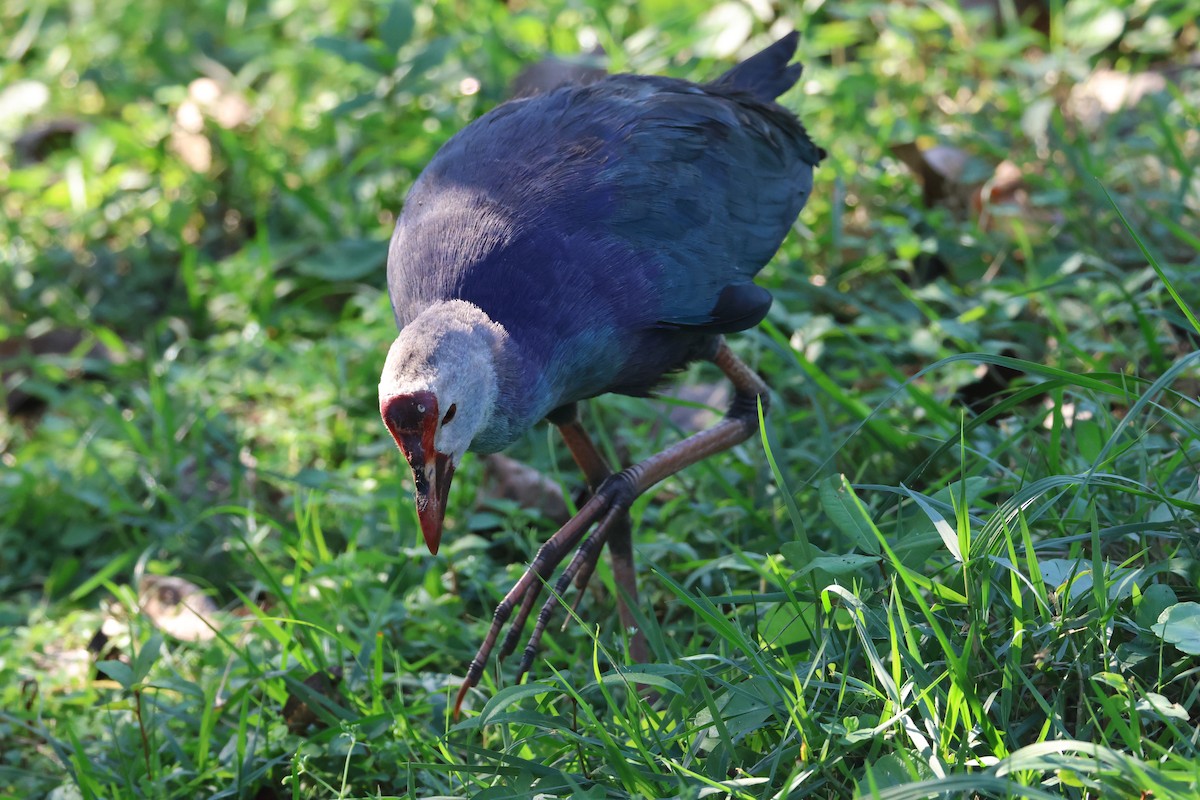 gråhodesultanhøne - ML647642727