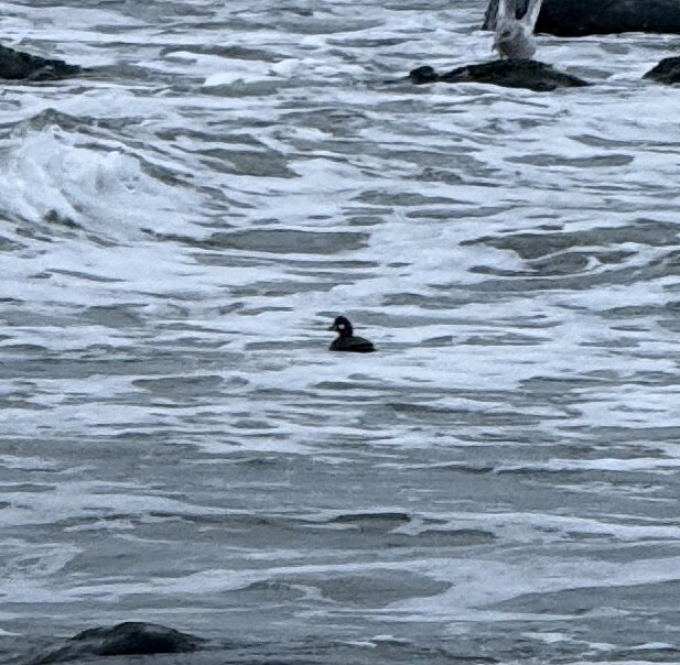 harlekinand - ML647642728