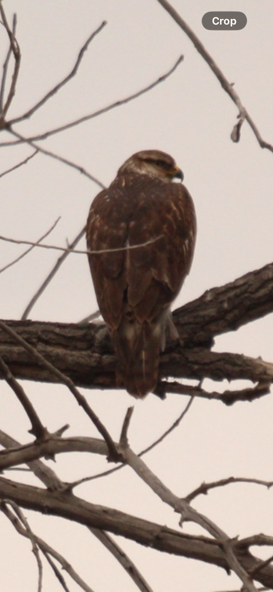 kongevåk - ML647642746