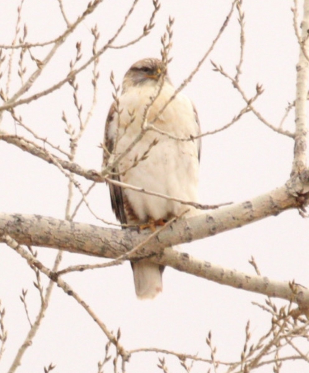 kongevåk - ML647642747