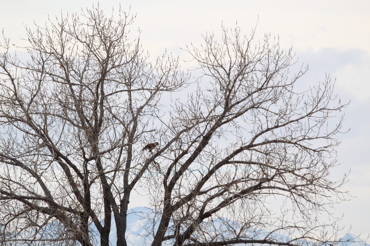 kongevåk - ML647642748