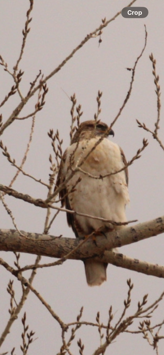 kongevåk - ML647642749