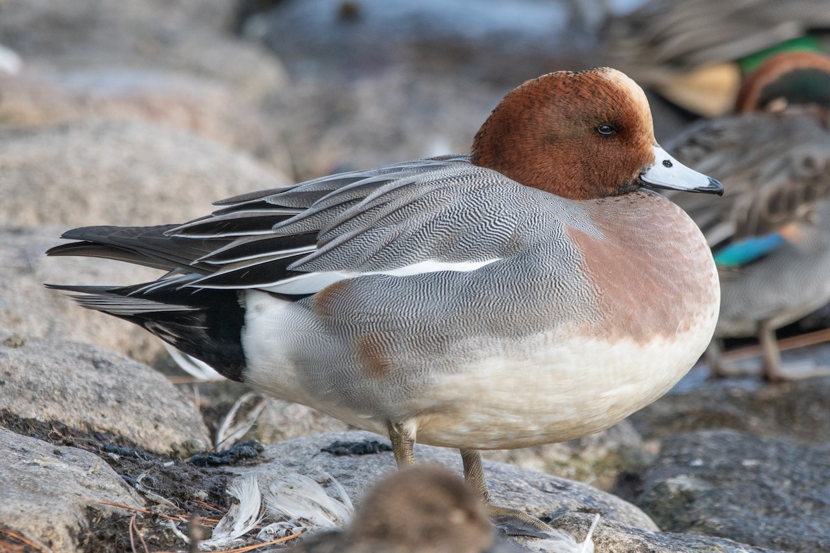 ヒドリガモ - ML647642754