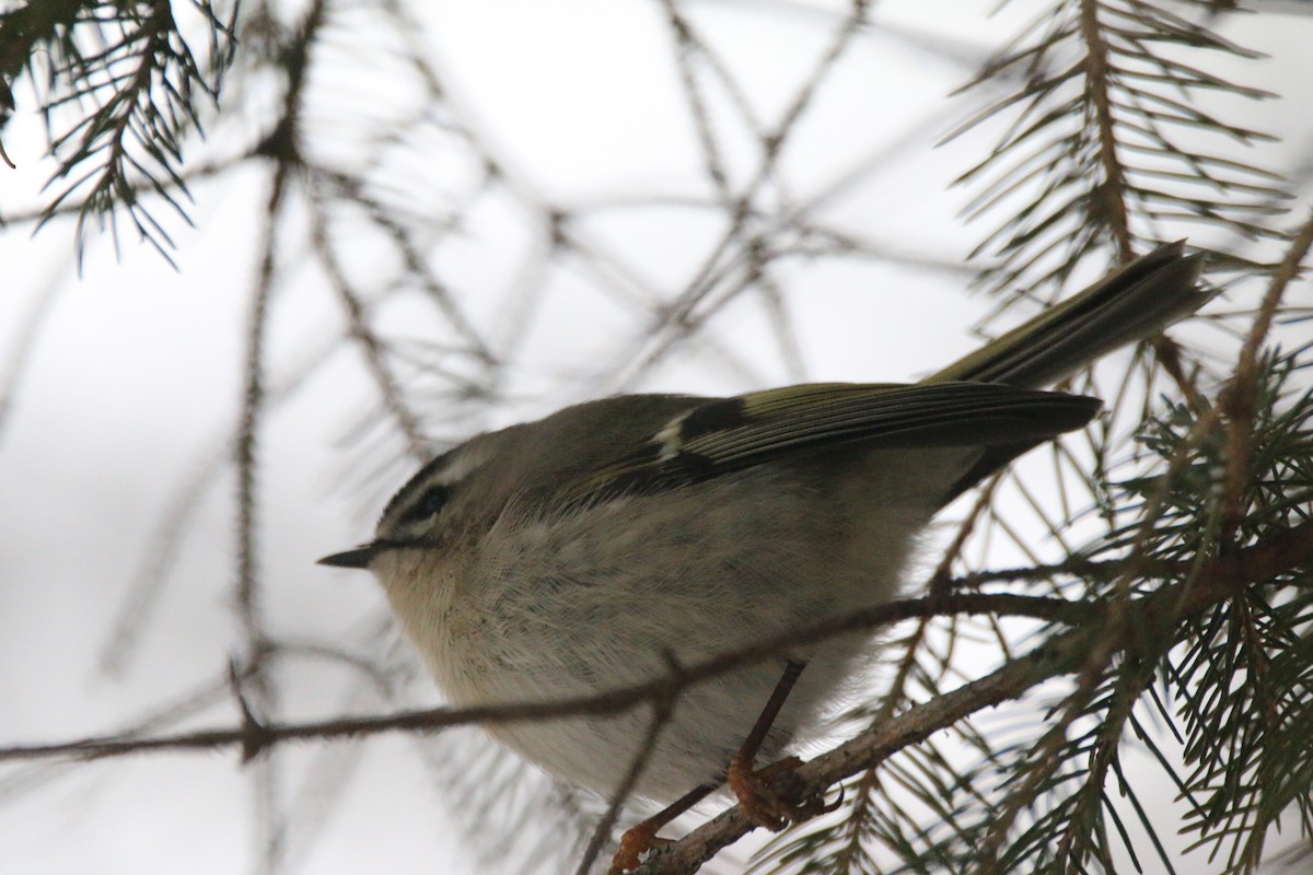 アメリカキクイタダキ - ML647642758