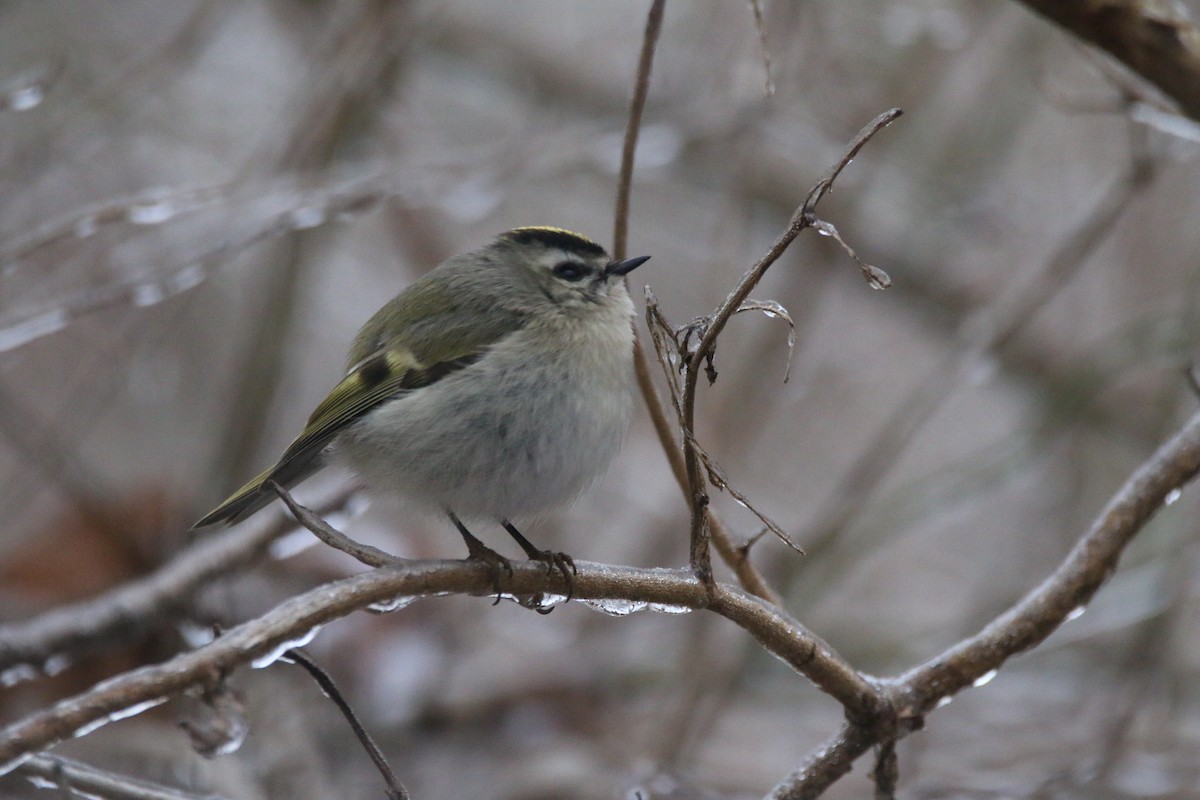 アメリカキクイタダキ - ML647642761