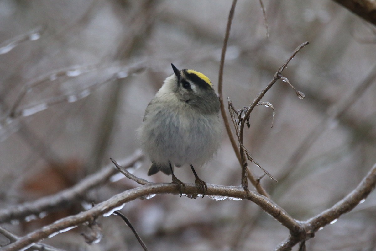 アメリカキクイタダキ - ML647642762