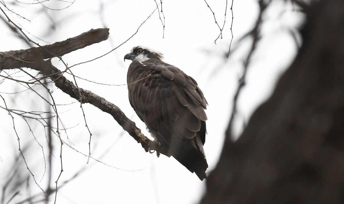 ミサゴ - ML647642767