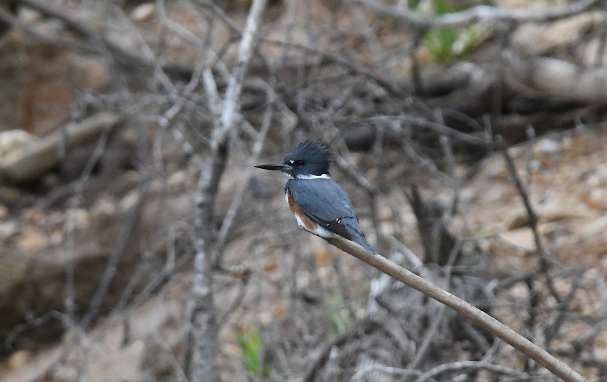 アメリカヤマセミ - ML647642772