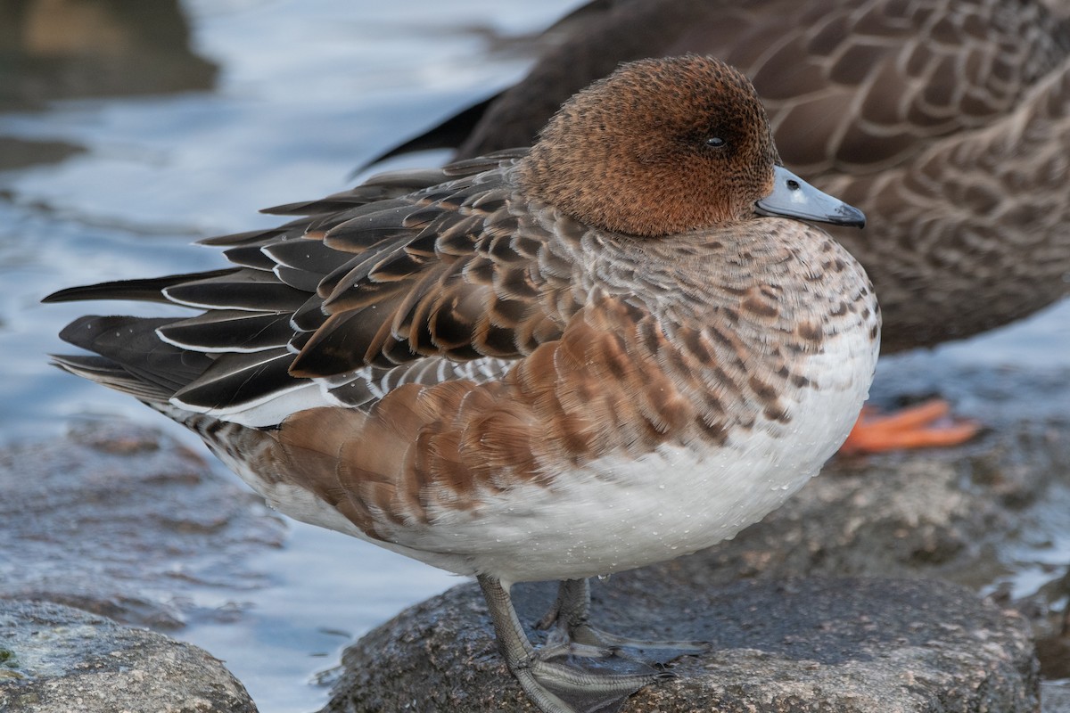 ヒドリガモ - ML647642773