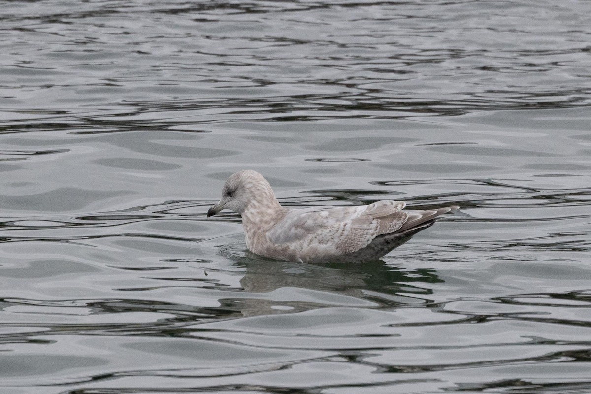 アイスランドカモメ（亜種 クムリーンカモメ） - ML647642787