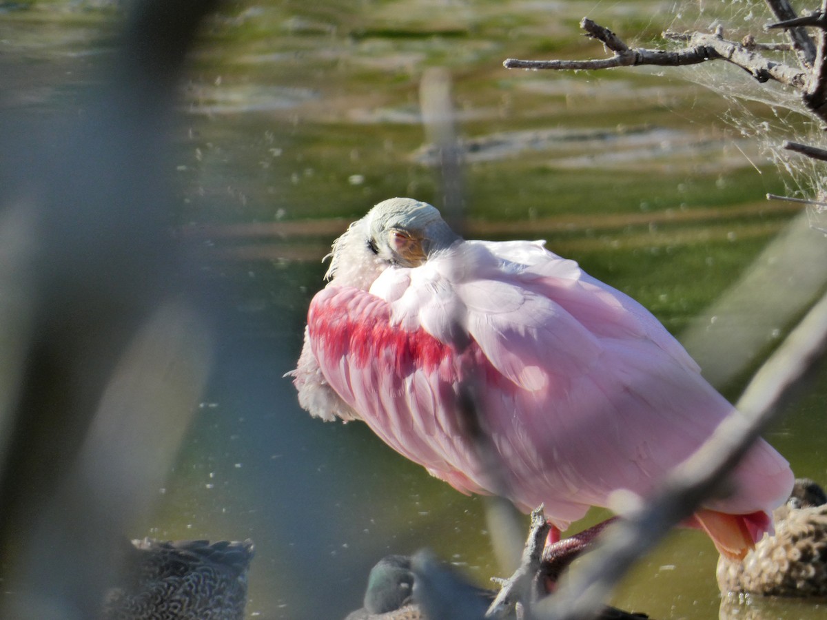 ベニヘラサギ - ML647642788