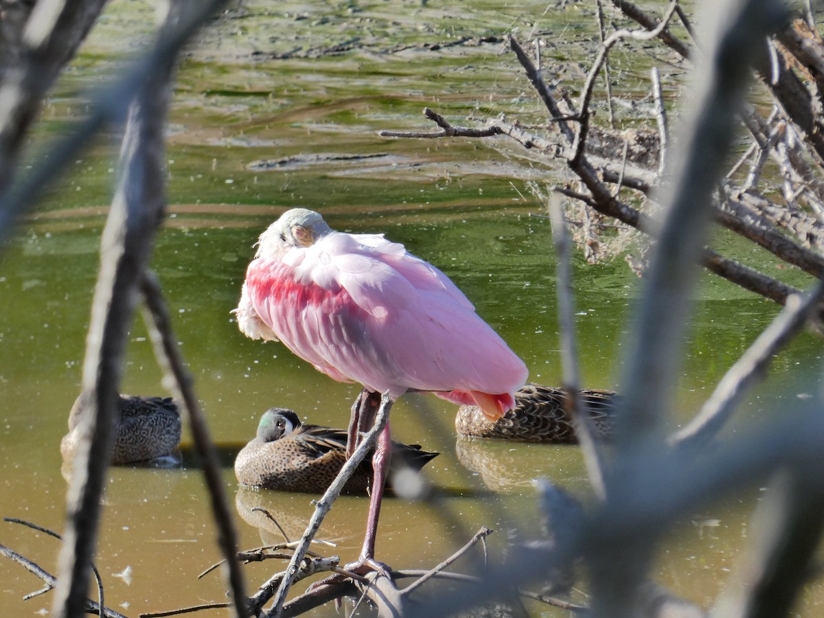 ベニヘラサギ - ML647642789