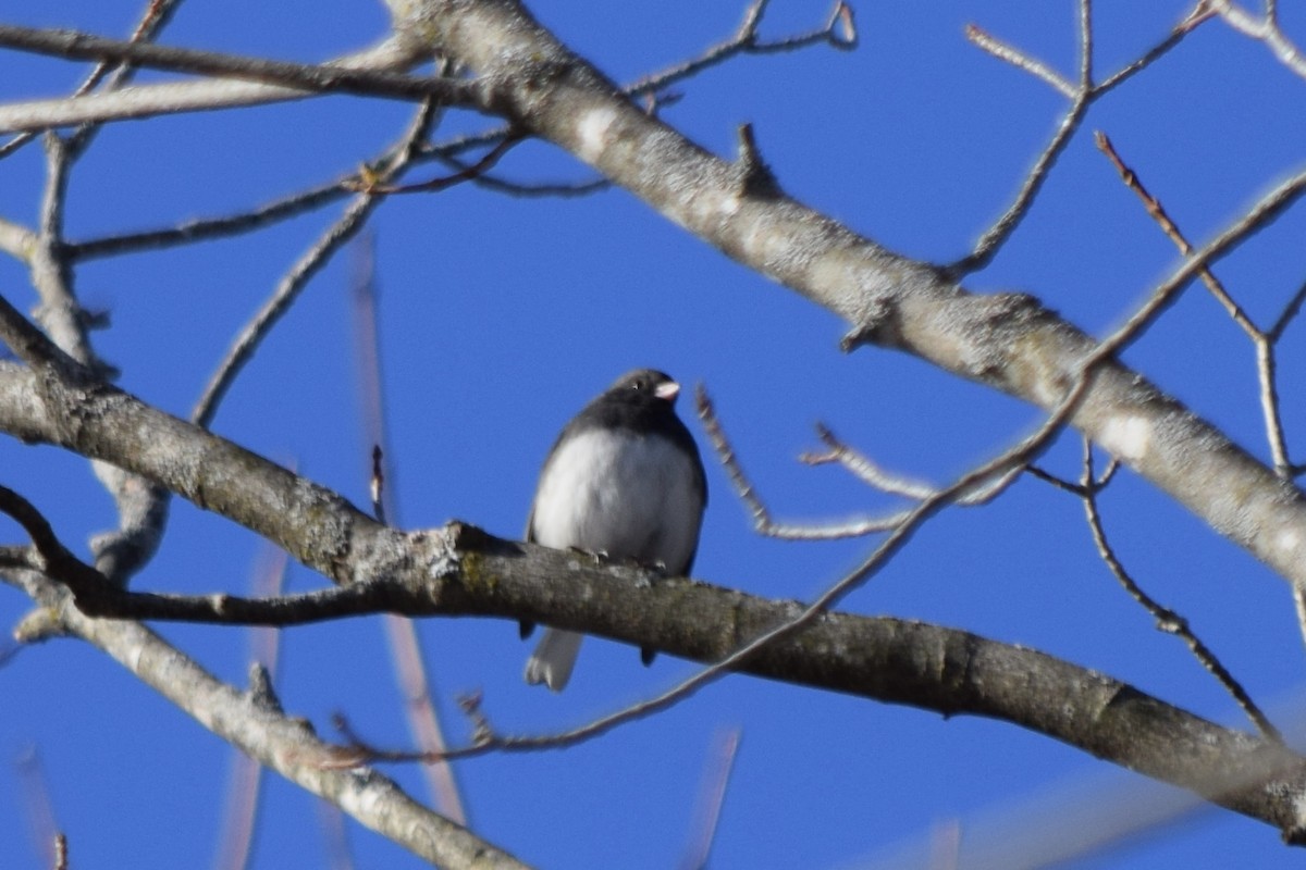 ユキヒメドリ - ML647642790